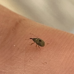 Anthonomus unipustulatus