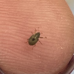 Anthonomus unipustulatus