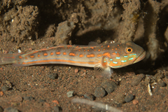 Valenciennea puellaris