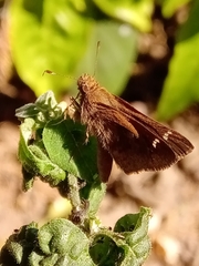 Cymaenes odilia