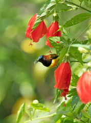 Aethopyga guimarasensis