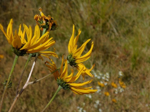 Helianthus angustifolius