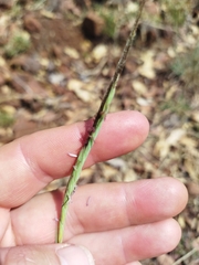 Heteropogon contortus