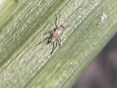 Neopamera albocincta