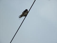 Hirundo neoxena