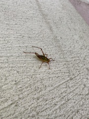 Barbitistes serricauda