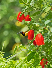 Aethopyga guimarasensis