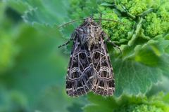 Sideridis reticulata