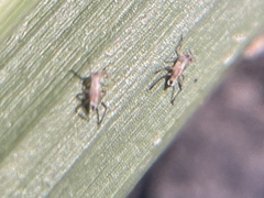 Neopamera albocincta