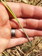 Heteropogon contortus