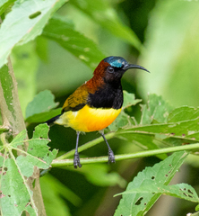 Aethopyga guimarasensis