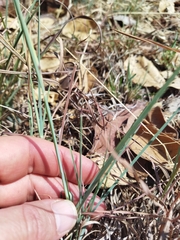 Heteropogon contortus