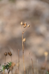 Cistus umbellatus