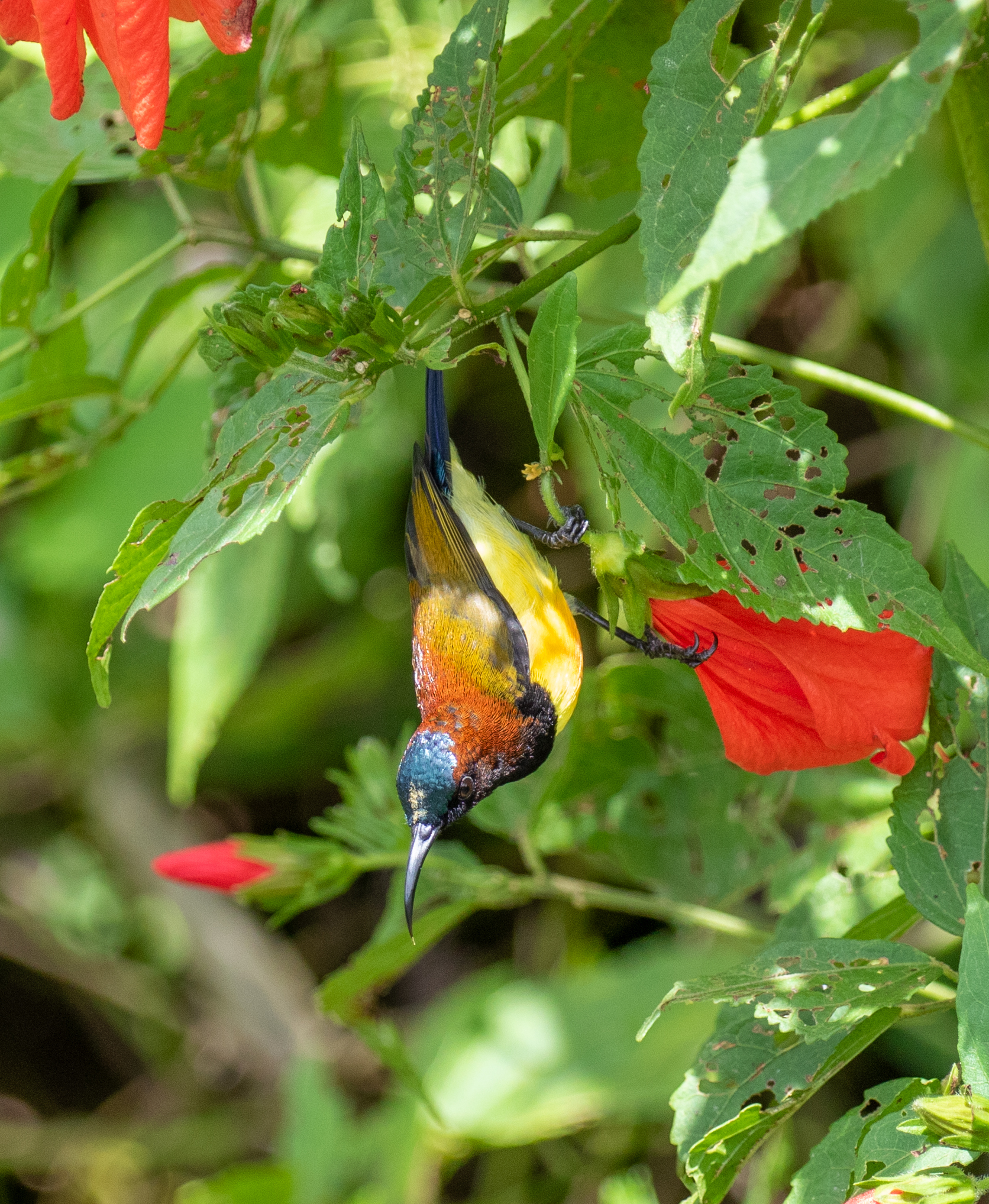 Maroon-naped Sunbird illustration