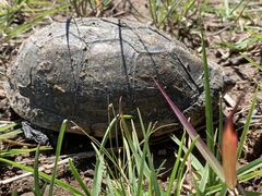 Kinosternon integrum