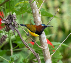 Aethopyga guimarasensis