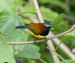 Aethopyga guimarasensis