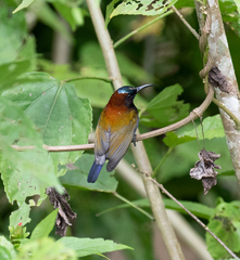 Aethopyga guimarasensis