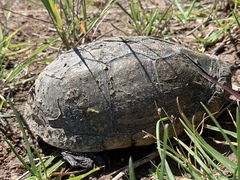 Kinosternon integrum