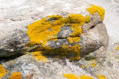 Xanthorioideae