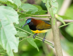 Aethopyga guimarasensis