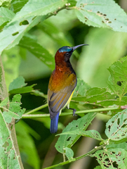 Aethopyga guimarasensis