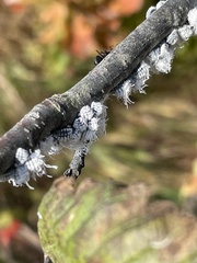 Prociphilus tessellatus