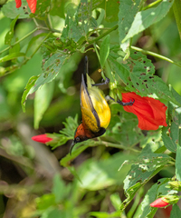 Aethopyga guimarasensis