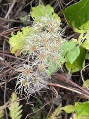 Clematis