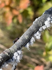 Prociphilus tessellatus