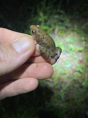 Phrynobatrachus natalensis