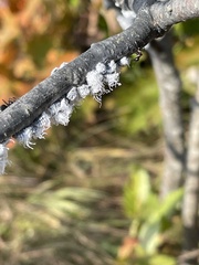Prociphilus tessellatus