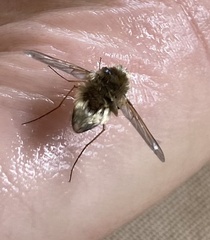 Bombyliini