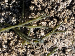 Amphibalanus amphitrite