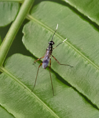 Micropezidae