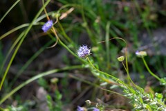 Jasione