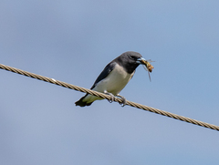 Artamus leucorynchus