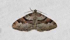 Xanthorhoe designata