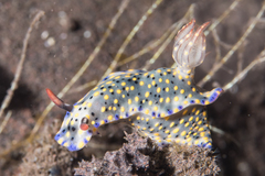 Hypselodoris