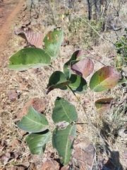 Pterocarpus rotundifolius