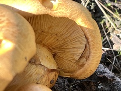 Gymnopilus junonius