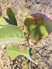 Pterocarpus rotundifolius