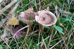 Ampulloclitocybe