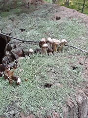 Stropharia rugosoannulata