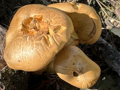 Gymnopilus junonius