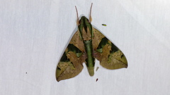 Eumorpha capronnieri