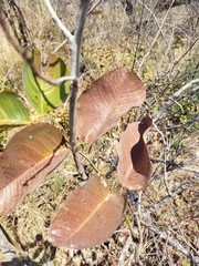 Pterocarpus rotundifolius