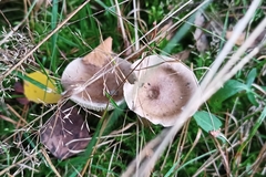 Ampulloclitocybe