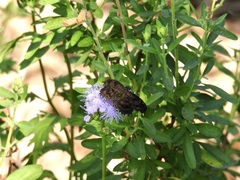 Staphylus hayhurstii