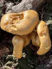 Gymnopilus junonius
